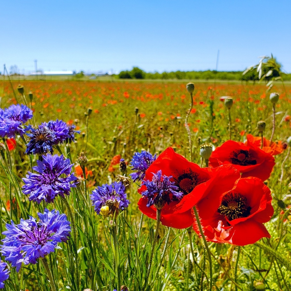 Meet your Posher, Peyton